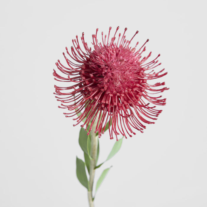Pincushion Flower Stem 58cm Red 6 pcs