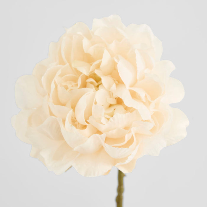 Peony White 64cm 12 pcs