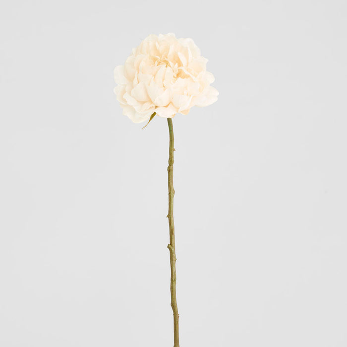 Peony White 64cm 12 pcs