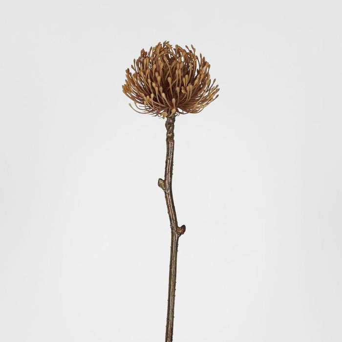 Dried Look Pincushion Stem 61cm Brown 6 pcs