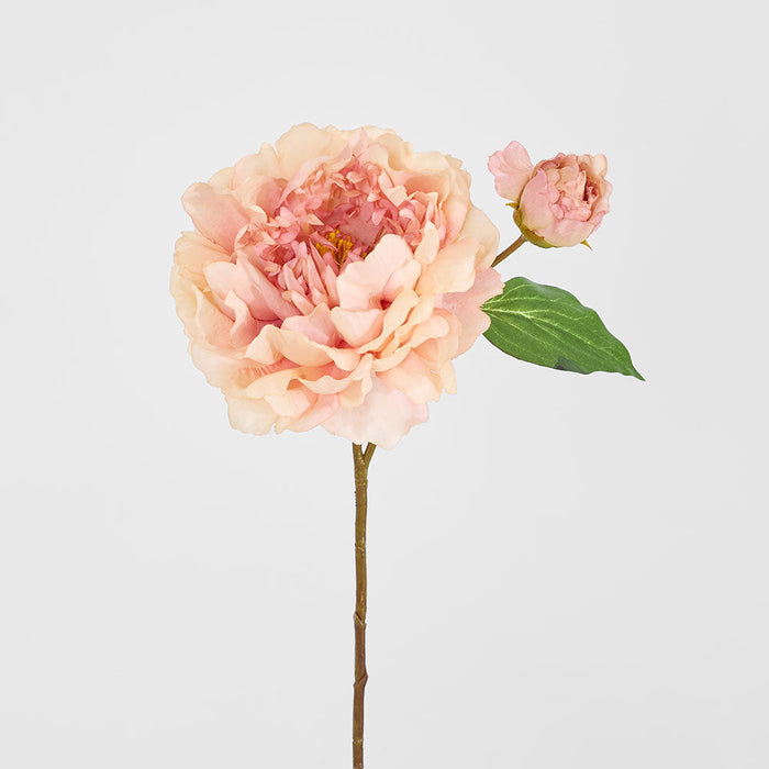 Peony Stem 61cm Apricot 8 pcs