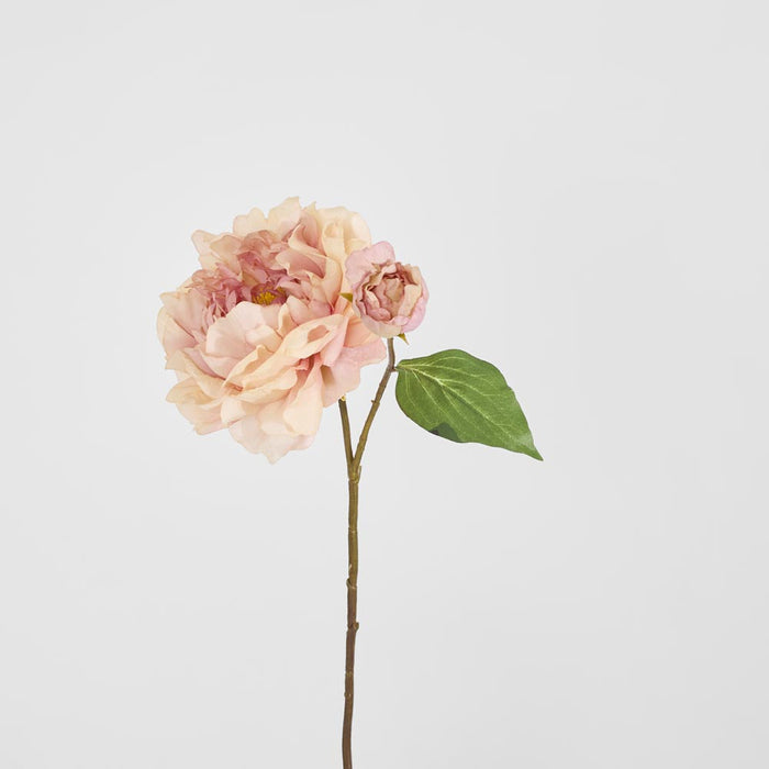 Peony Stem 61cm Apricot 8 pcs