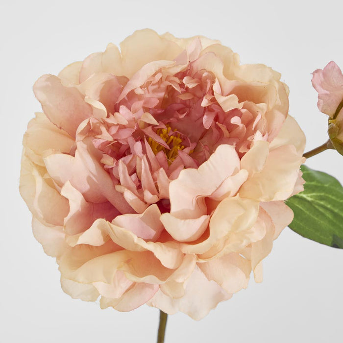 Peony Stem 61cm Apricot 8 pcs