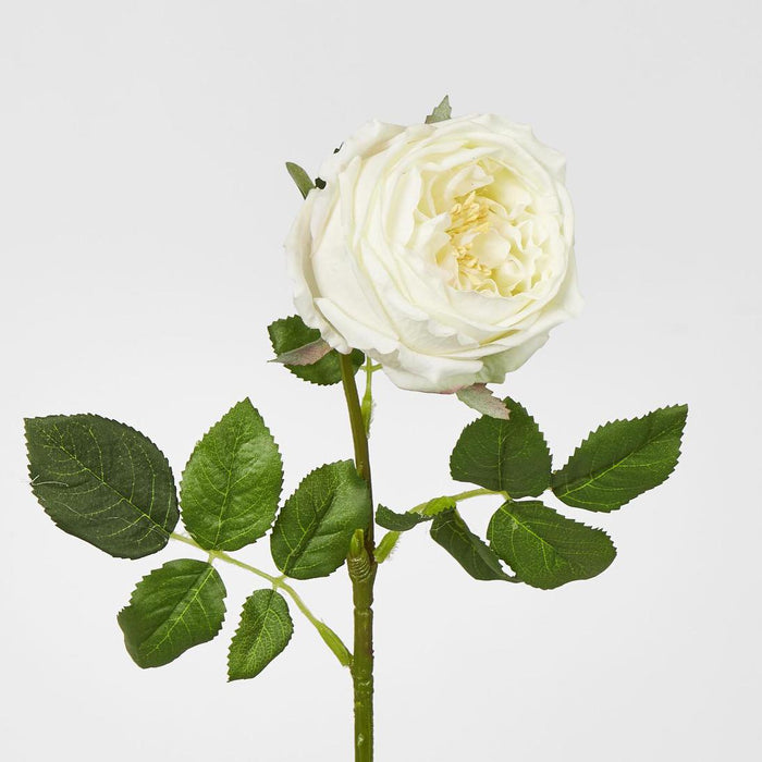 Dianna Real Touch Rose Steam Light Champagne60cm 15 pcs