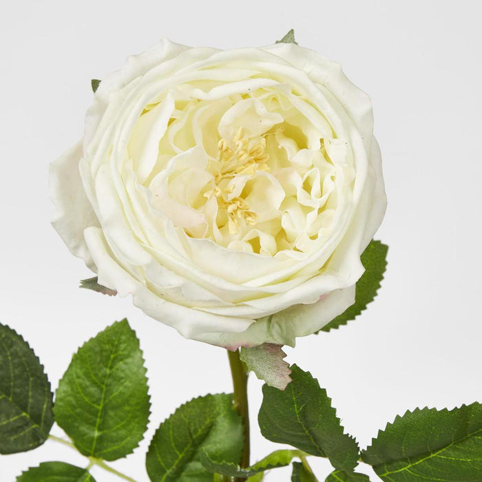Dianna Real Touch Rose Steam Light Champagne60cm 15 pcs