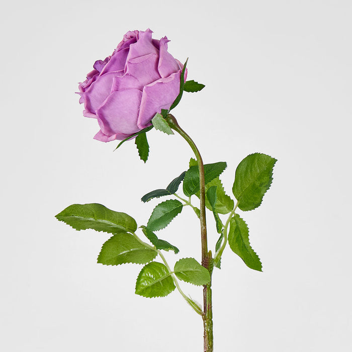 Dianna Real Touch Rose Steam Lilac60cm 15 pcs
