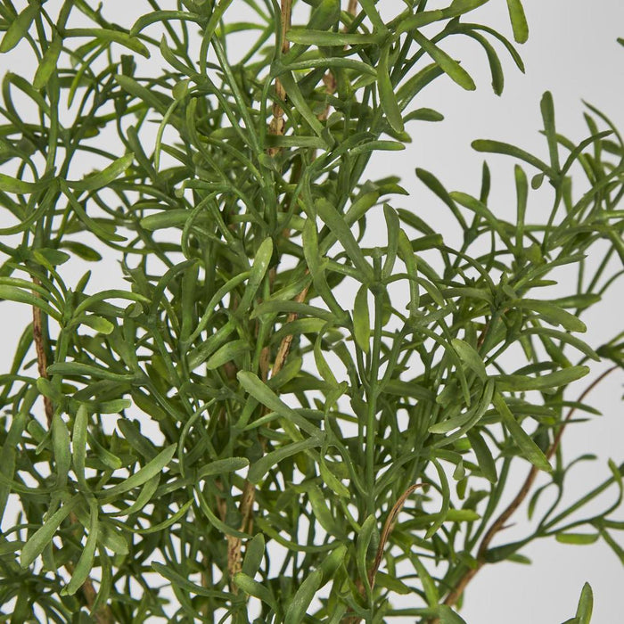 Rosemary Spray set of 6