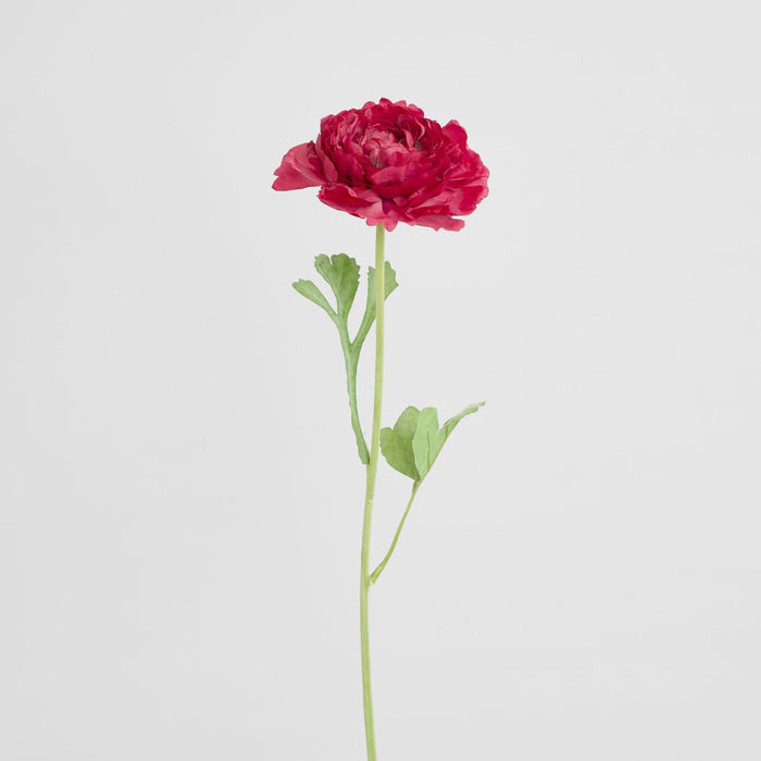 Ranunculus Stem 56cm Dark Pink 6 pcs