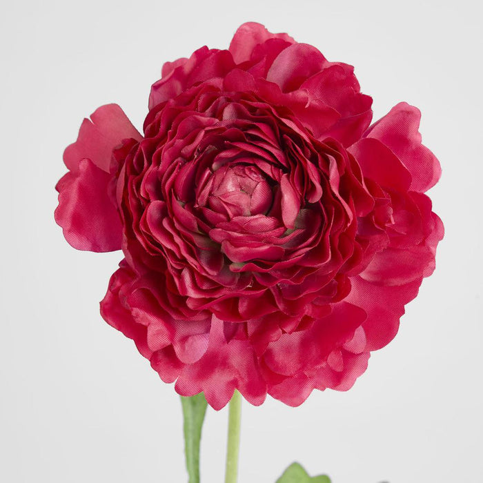 Ranunculus Stem 56cm Dark Pink 6 pcs