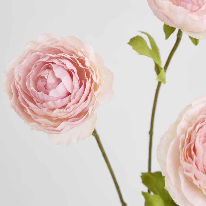 Ranunculus Pink 60cm 12 pcs
