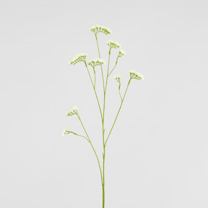 Rosemary White 92cm