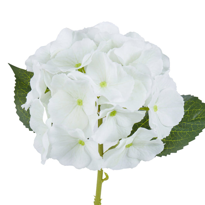 NSIMG-SHA256:587930a26f9460034fb9e5ac29f72067c75caf91129909c34b91266d9371f421 · Isalbi Rogue Hydrangea Evie White