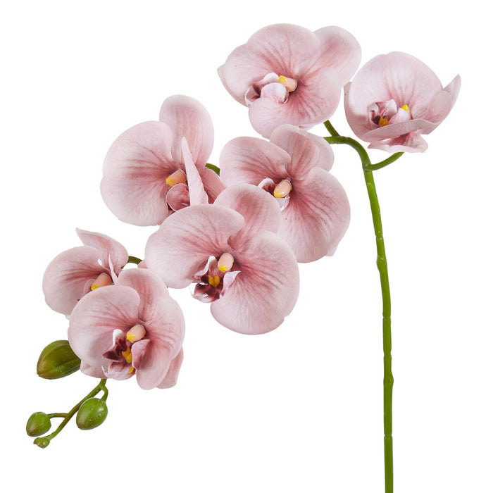NSIMG-SHA256:12c8dfdeecc1543c25e9e446661fdbccabcfdf7d7a1a1e9f034a6544c67c9c67 · Isalbi Rogue Phalaenopsis Orchid Pink