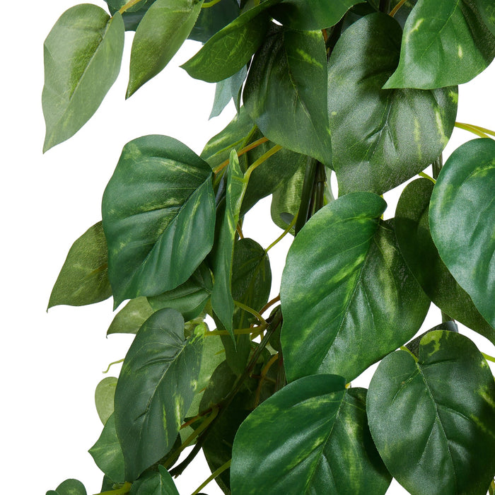 NSIMG-SHA256:71429179058ca46cbceec2328a59f8770698196a9cbc9dad658b36c694e5bfd6 · Isalbi Rogue Pothos Hanging Bush Variegated