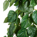 NSIMG-SHA256:71429179058ca46cbceec2328a59f8770698196a9cbc9dad658b36c694e5bfd6 · Isalbi Rogue Pothos Hanging Bush Variegated