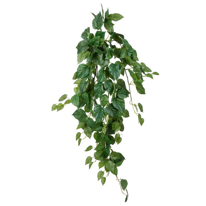 NSIMG-SHA256:a556996e9515d19a51a3235f40886facebeaf3a6c6c7e242e3210eb40a1b102e · Isalbi Rogue Pothos Hanging Bush Variegated