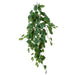 NSIMG-SHA256:a556996e9515d19a51a3235f40886facebeaf3a6c6c7e242e3210eb40a1b102e · Isalbi Rogue Pothos Hanging Bush Variegated