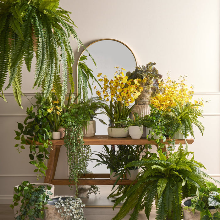 NSIMG-SHA256:24dcbbe4a4dfef736dd3fd77c43aa73123fa2b79a5c05b00af7958758e1ca651 · Isalbi Rogue Philodendron Hanging Bush Green