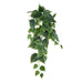 NSIMG-SHA256:beebfc3b82fad0725e46409b753e4de94bef2d47b6e19853dc19c50e0d10ea25 · Isalbi Rogue Philodendron Hanging Bush Green