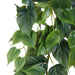 NSIMG-SHA256:f7c9af3975801c4ac4f14044280783bb587e2fdb5db75cd5729fb3c2c0ff5a9e · Isalbi Rogue Philodendron Hanging Bush Green