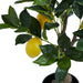 NSIMG-SHA256:e944909a822b94a5355587d2d62a479fac65c2cf9aaf8ae4830e96a5ab937b1d · Isalbi Rogue Lemon Tree Green