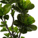 NSIMG-SHA256:3c0772db4ed89176af802d5e6d698e9af02a5614c2be53d3d2c3d72e5be66bd0 · Isalbi Rogue Fiddle Tree in Pot Green