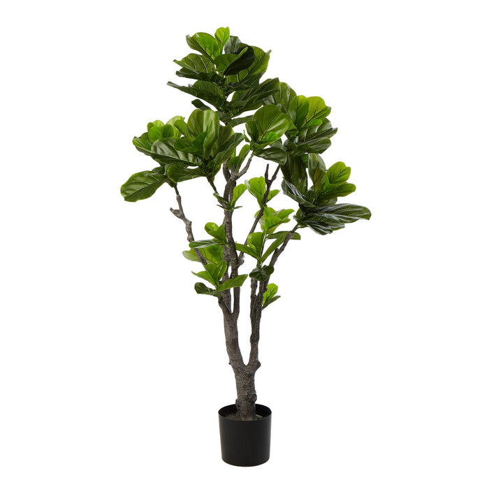 NSIMG-SHA256:6938c523e2ca0e3aa2f04da116574804139da590bd9cdf9afe525b59ec9c7606 · Isalbi Rogue Fiddle Tree in Pot Green