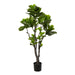 NSIMG-SHA256:6938c523e2ca0e3aa2f04da116574804139da590bd9cdf9afe525b59ec9c7606 · Isalbi Rogue Fiddle Tree in Pot Green