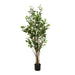 NSIMG-SHA256:8361942a49f42256f5b617b2cbc4b22e4af4951716fee4f1a94c31a7dff4ce8a · Isalbi Rogue Ficus Tree Potted Green