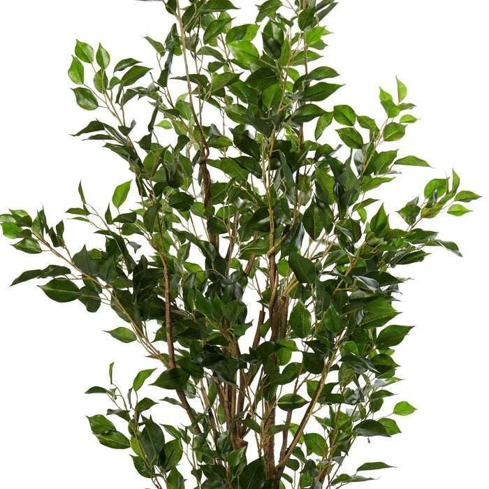 NSIMG-SHA256:ce8dae55bdb330acaf0ed15b6e653be1e9ed7633ec63088181c8cd584b51929d · Isalbi Rogue Ficus Tree Potted Green