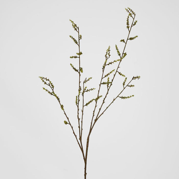 Stachyurus Leaf Spray