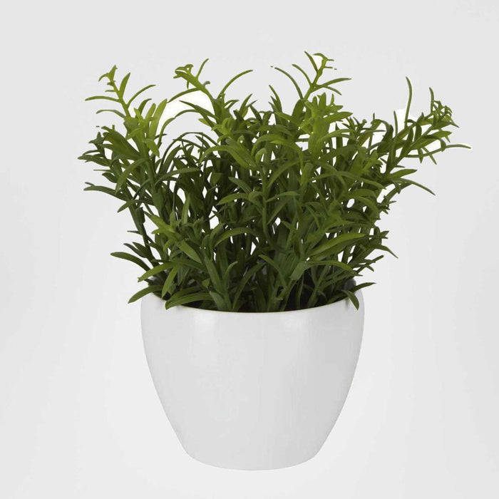 Sedum In Melamine Pot