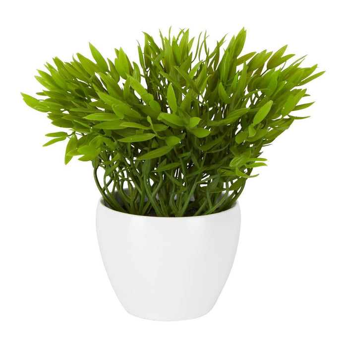 Pepper Plant Sarmentosum In Melamine Pot 6 pcs