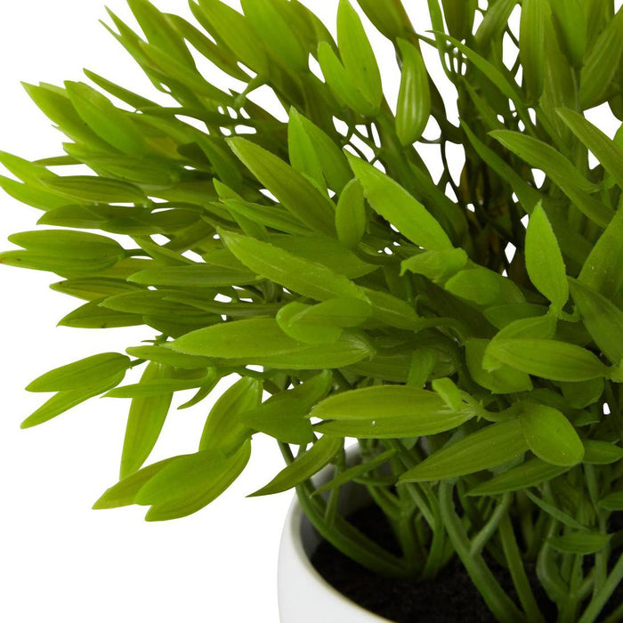 Pepper Plant Sarmentosum In Melamine Pot 6 pcs