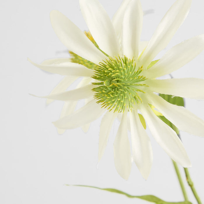 Black Eye Susan Stem 65cm White 6 pcs