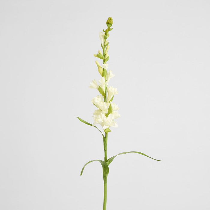 Tuberose Spray 80cm Cream