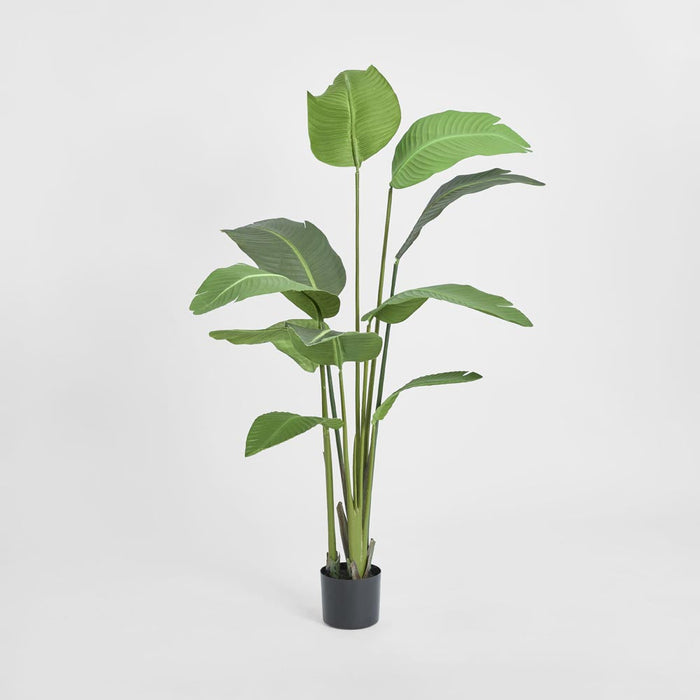 Bird of Paradise Plant 150cm