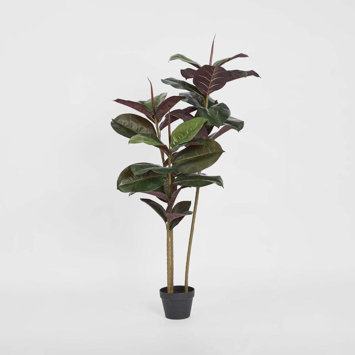 Rubber Tree Real Touch 1.45m