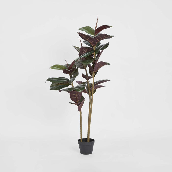 Rubber Tree Real Touch 1.45m