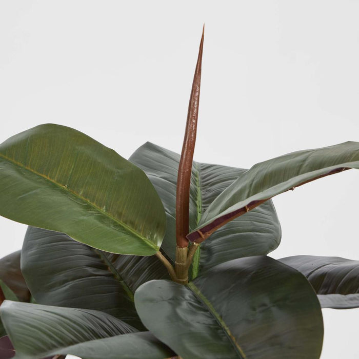 Rubber Tree Real Touch 1.45m
