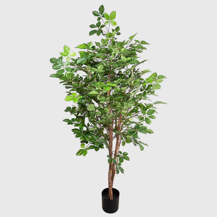 Hornbean tree 1.5m