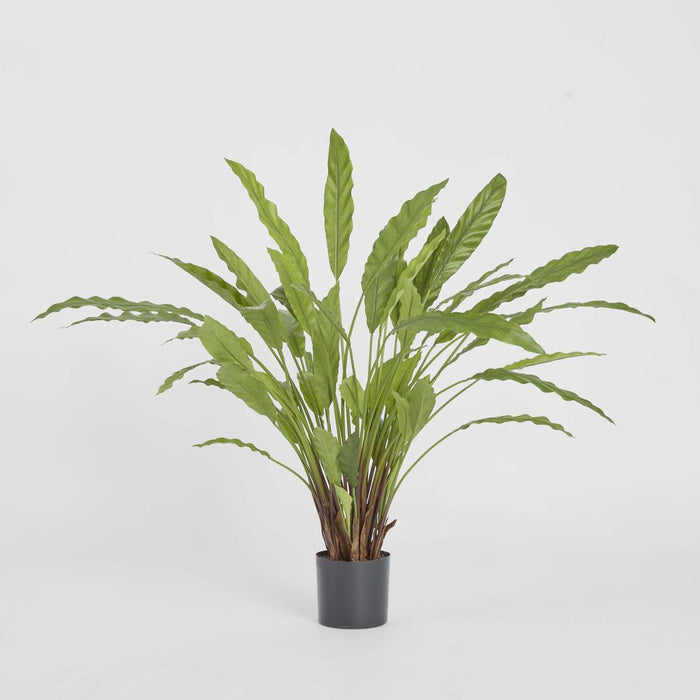 Calathea Potted Bush