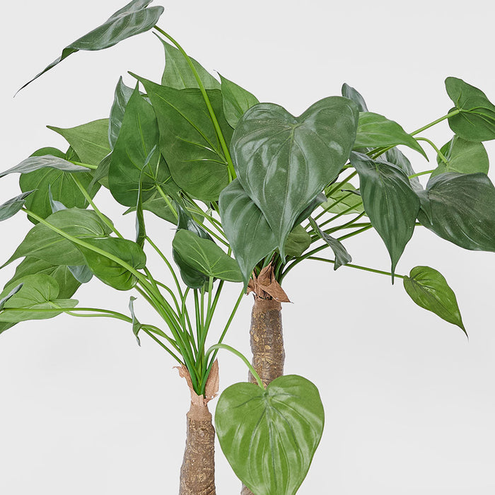 Alocasia Cucullata Tree 95cm