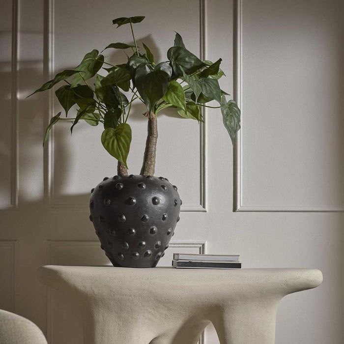 Alocasia Cucullata Tree 95cm