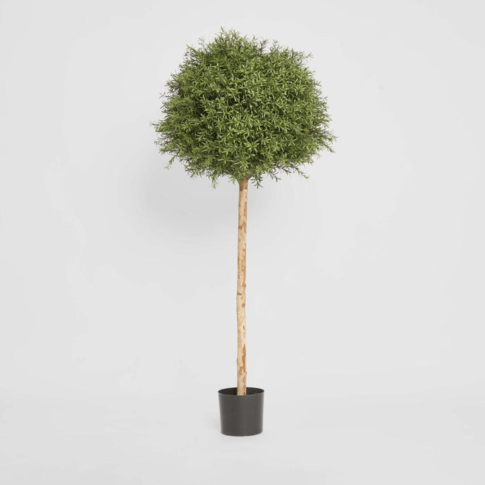 Rosemary Ball Tree 1.45m