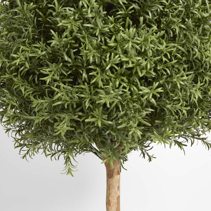 Rosemary Ball Tree 1.45m