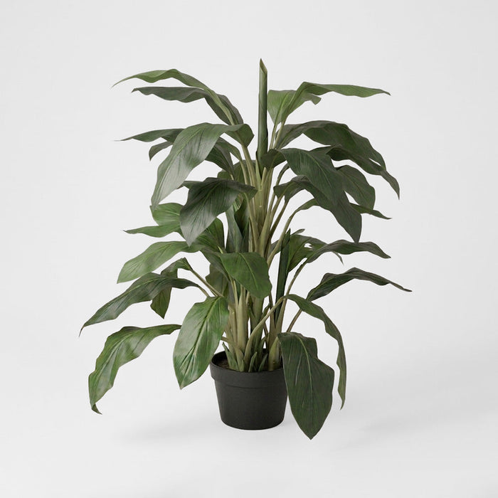Dracaena in Pot 1.22m