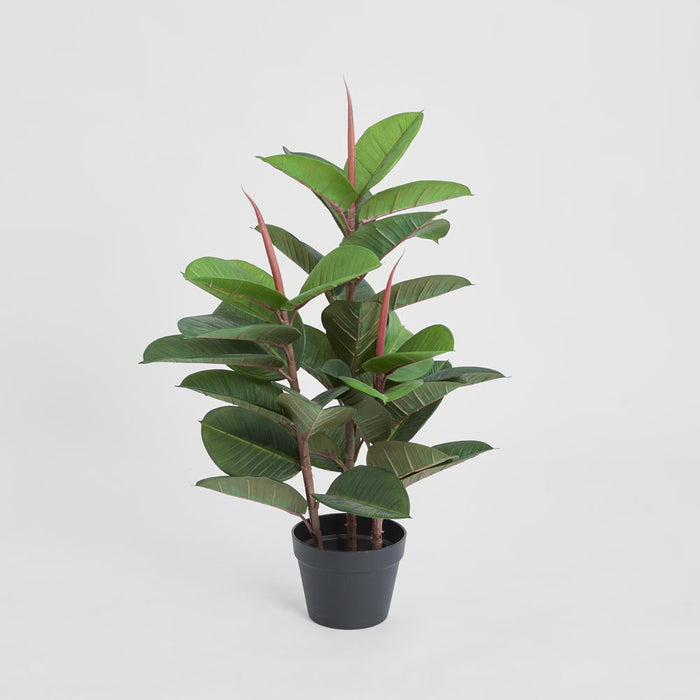Rubber Tree in Pot 80cm
