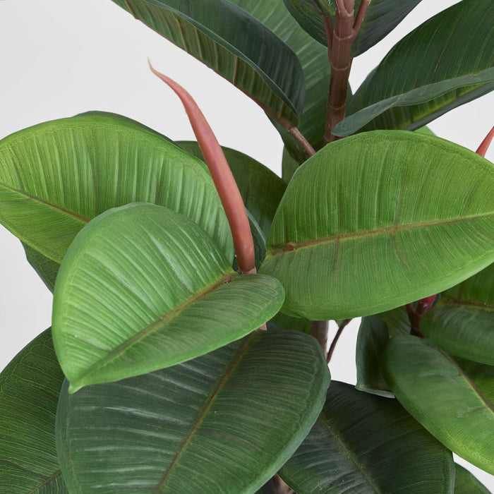 Rubber Tree in Pot 80cm