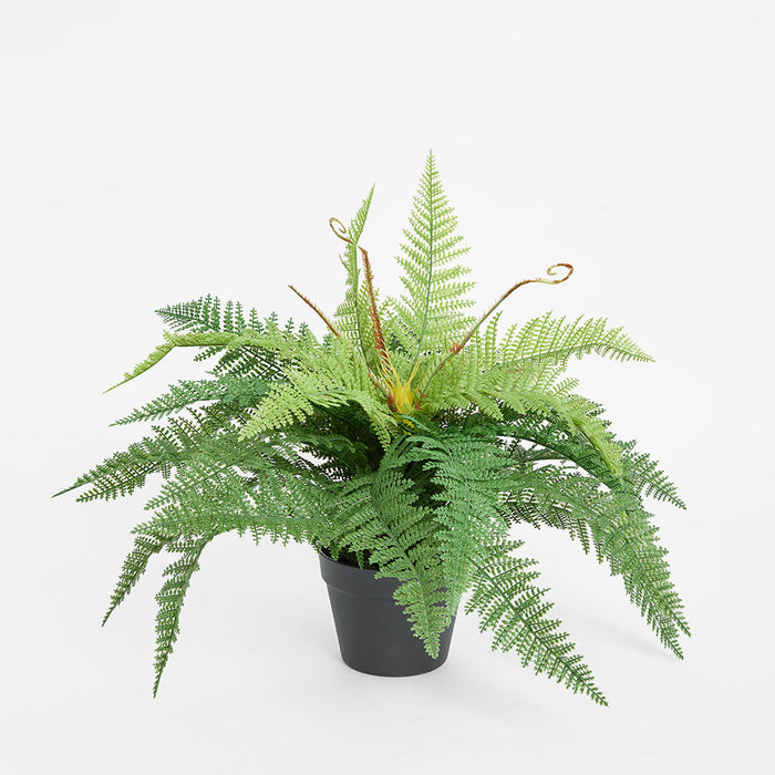 Boston Fern in Pot 55cm